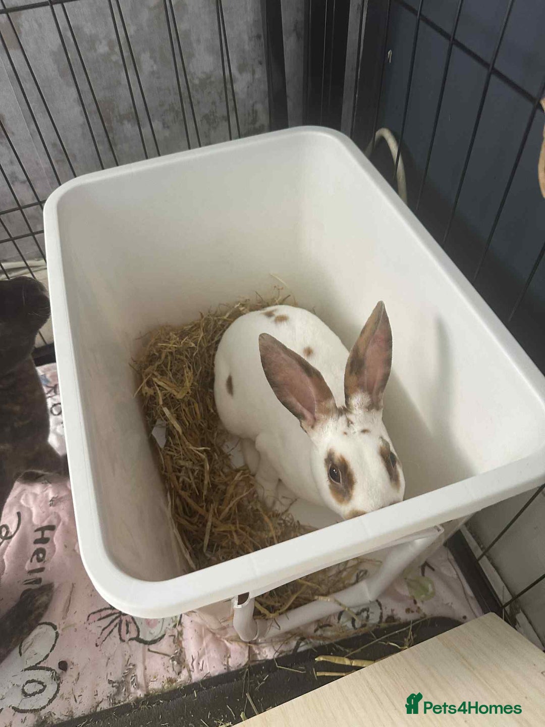 Rex rabbits for sale: Rex female ready to go immediately  - Image 3