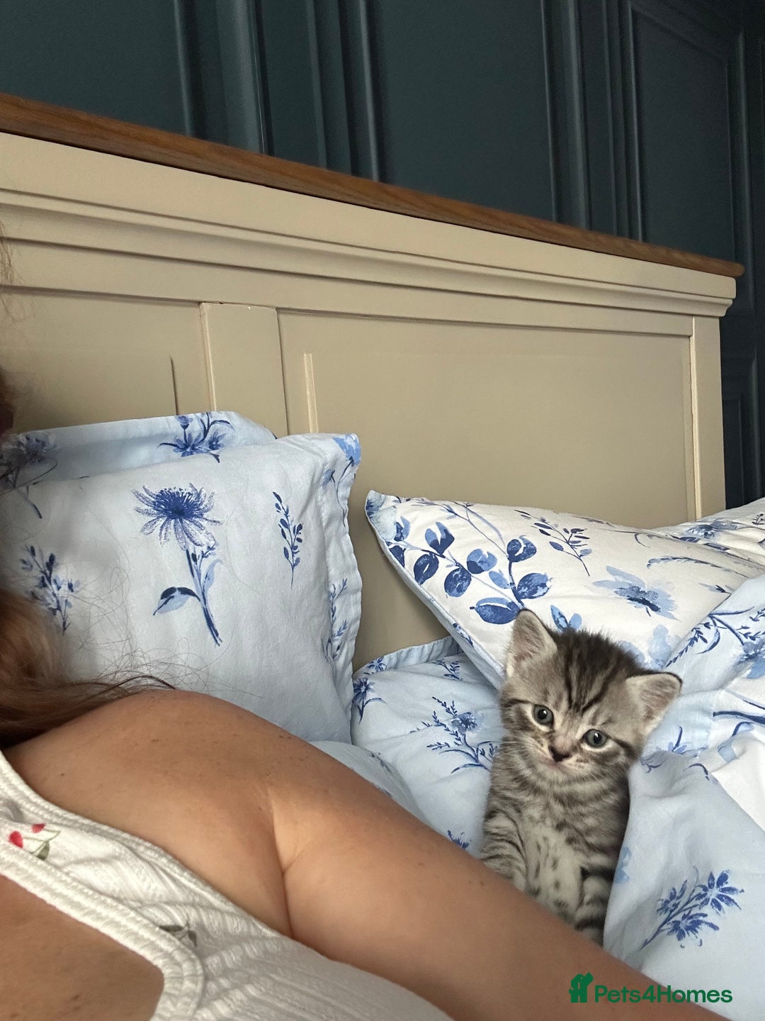 Mixed Breed cats for sale: British shorthair X British shorthair x Tabby - Image 19