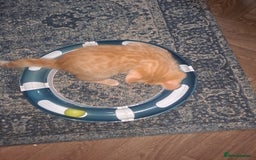 Bengal cats for sale: Bengal x ragdoll kittens - Image 15