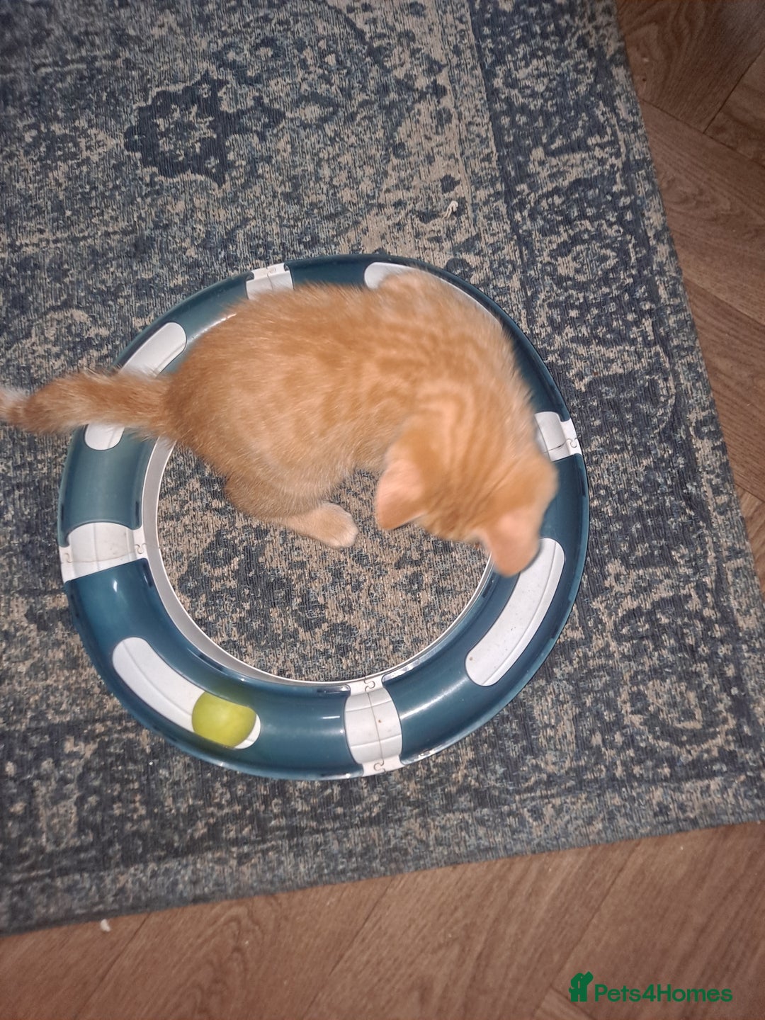 Bengal cats for sale: Bengal x ragdoll kittens - Image 15