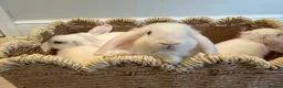 Mini Lop rabbits for sale: 5 Beautiful White Mini Lop Bunnies – Ready Now - Advert 3