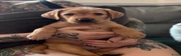 Labrador Retriever dogs for sale: 8 stunning lab pups for sale - Advert 26