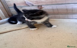 Mixed Breed cats for sale: 6 beautiful kittens looking for homes🏡  - Image 18