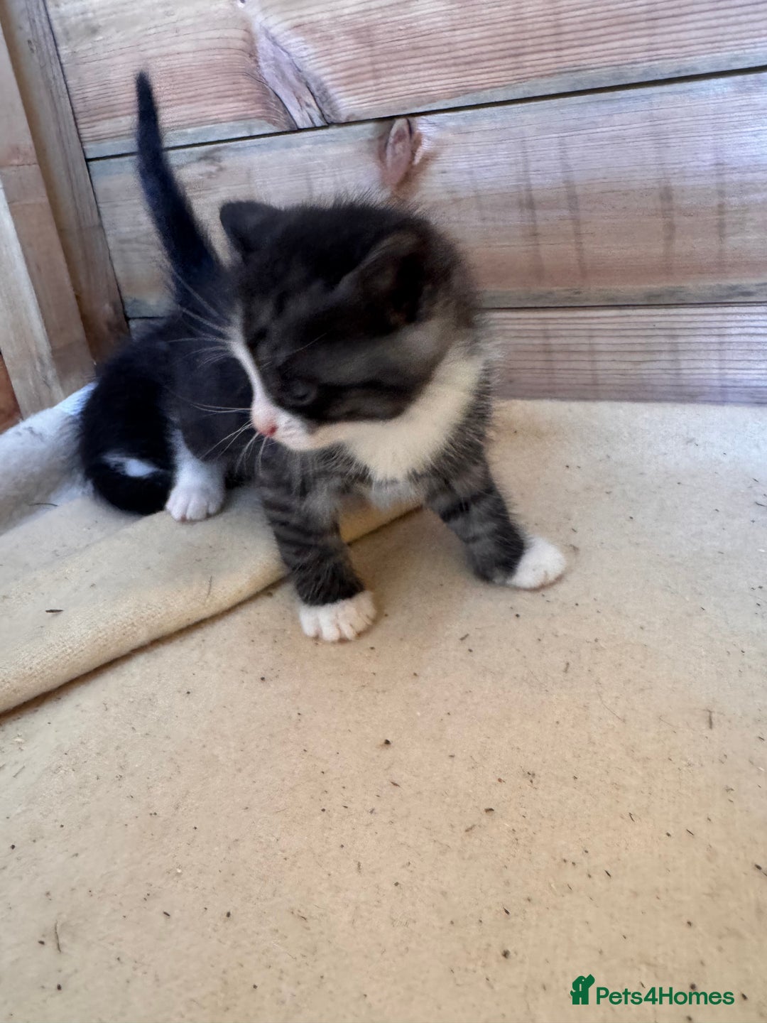 Mixed Breed cats for sale: 6 beautiful kittens looking for homes🏡  - Image 18