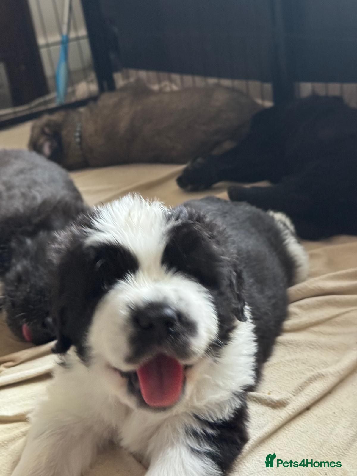 Mixed Breed dogs Last Few - Exclusive UK Tibetan Saints Puppies  - Advert 14
