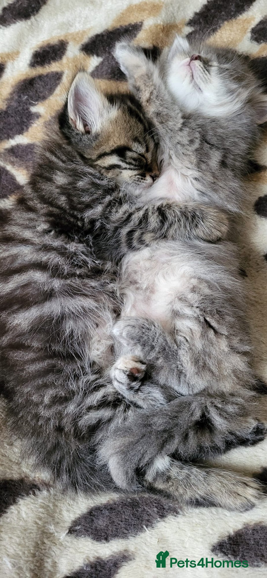 Siberian cats for sale: 9 beautiful Siberian kittens  - Image 5