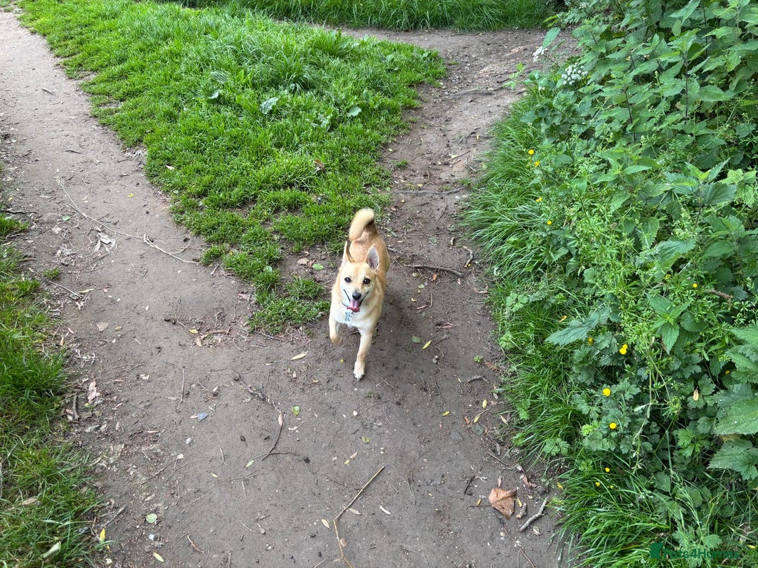Mixed Breed dogs for sale: Hi im russell - Image 1