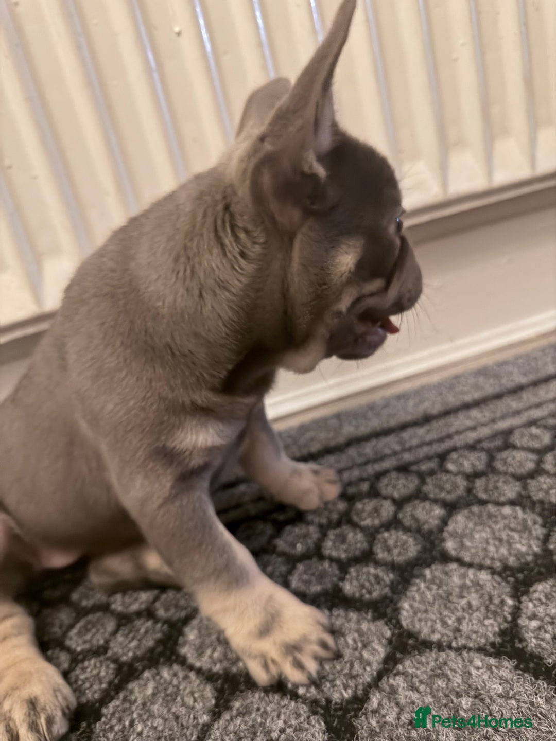 French Bulldog dogs for sale: Female French bulldog  - Advert 9