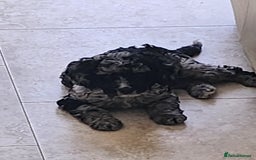 Cockapoo dogs for sale: Stunning Merle Cockapoo - Image 2