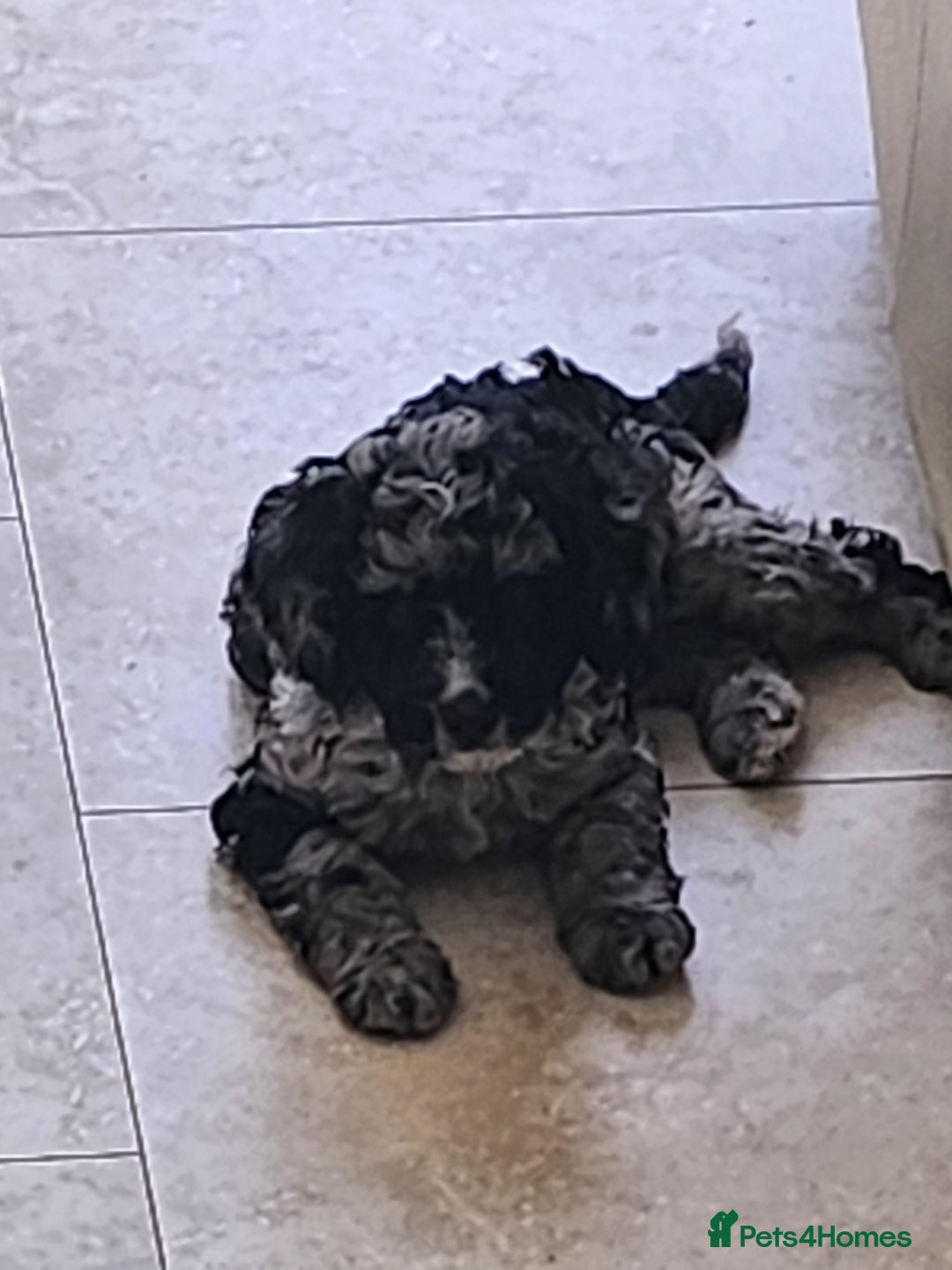 Cockapoo dogs for sale: Stunning Merle Cockapoo - Image 2
