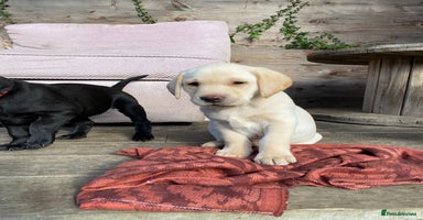 Labrador Retriever dogs - Advert 16
