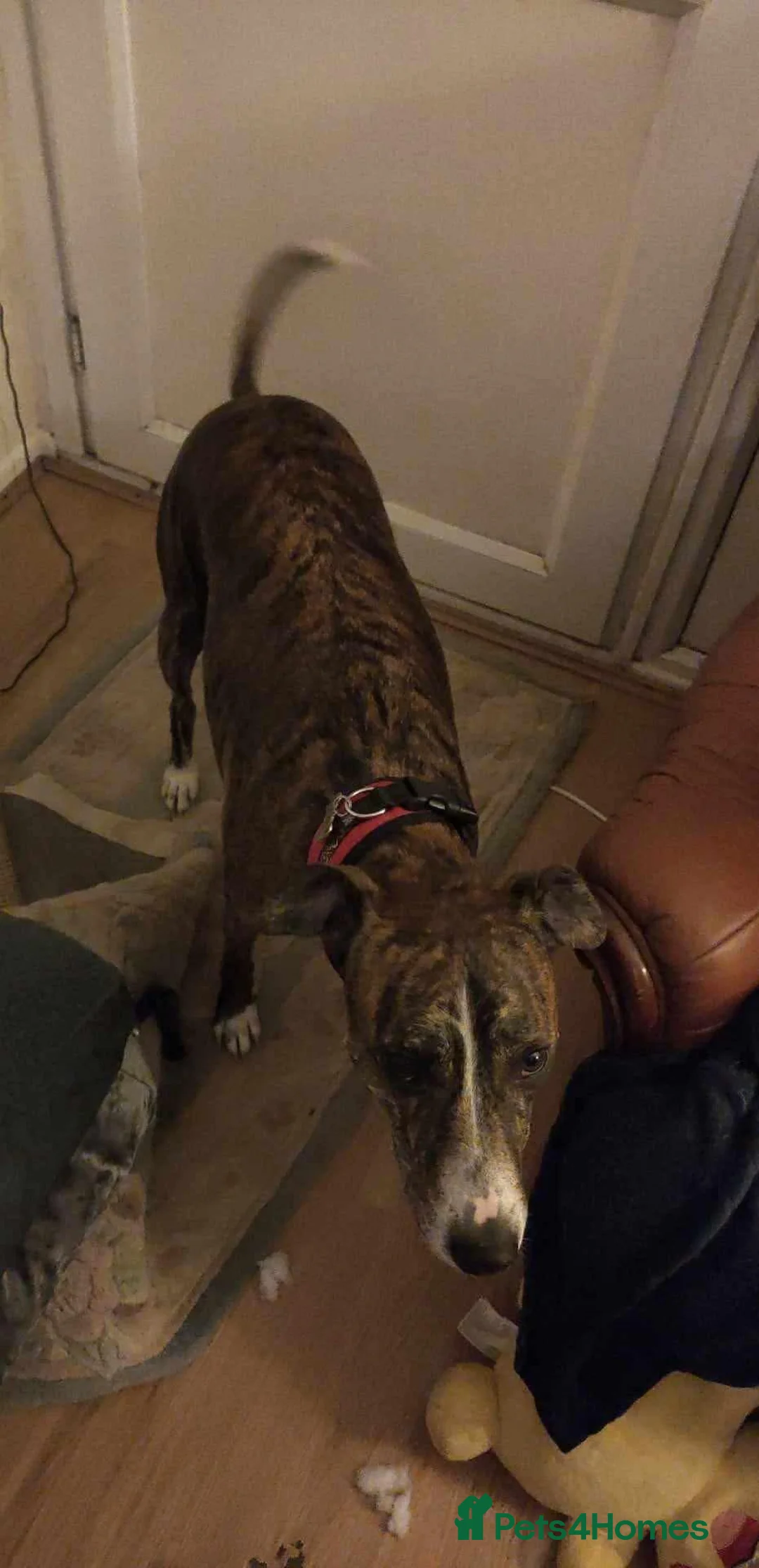 Mixed Breed dogs for adoption: Meet Oscar, currently residing in Oxfordshire  in Abingdon - Advert 18