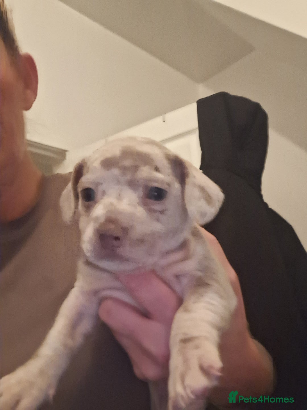Mixed Breed dogs for sale: French wiener  - Image 2