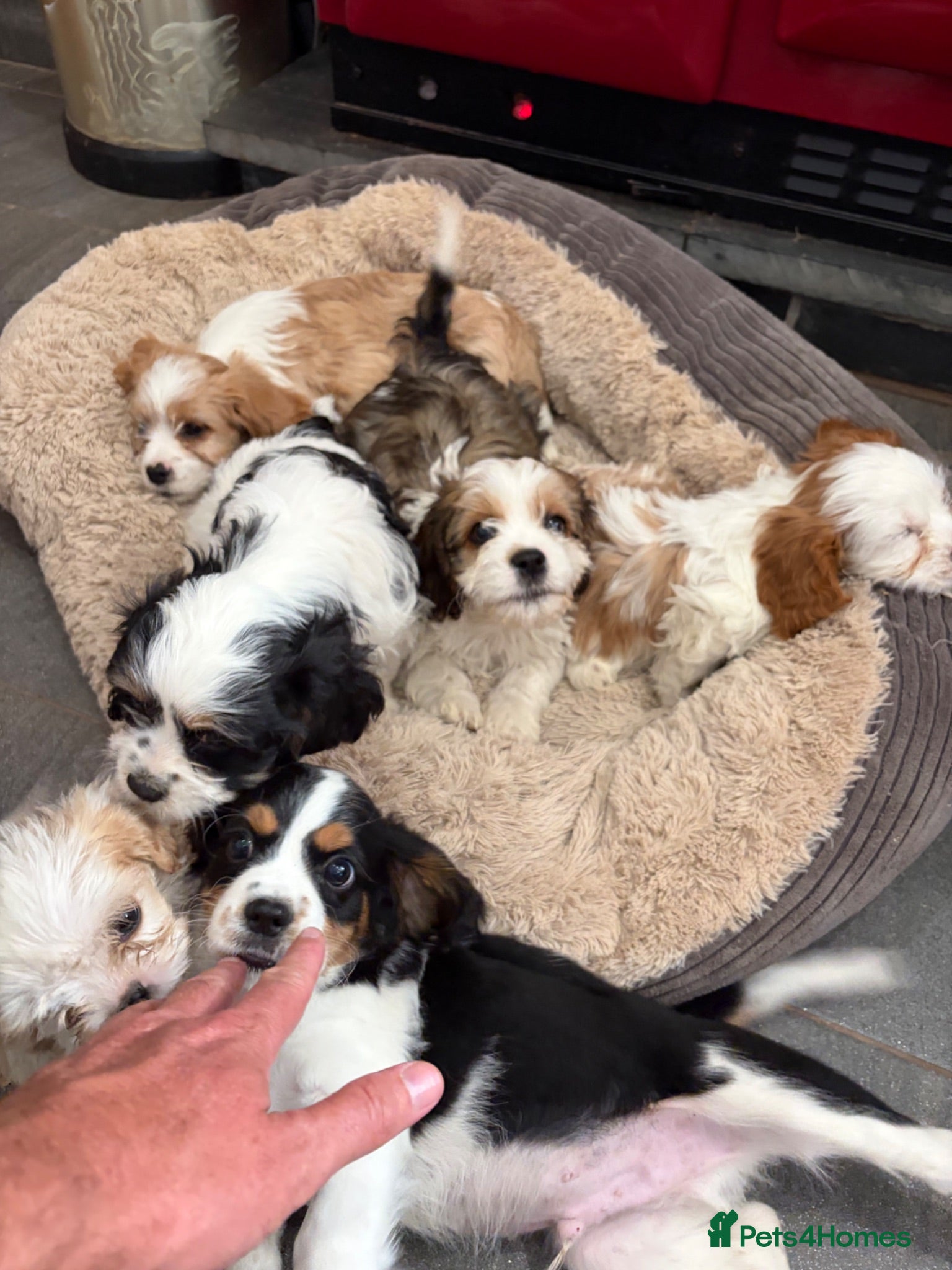 Cavalier King Charles Spaniel dogs Beautiful Cavalier King Charles Puppies for Sale - Advert 5
