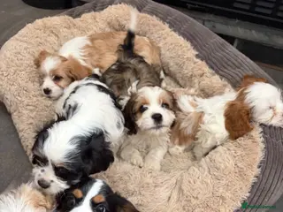 Cavalier King Charles Spaniel dogs Beautiful Cavalier King Charles Puppies for Sale - Advert 12