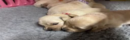 Golden Retriever dogs for sale: Beautiful Kc registered Golden Retriever puppies  - Advert 17