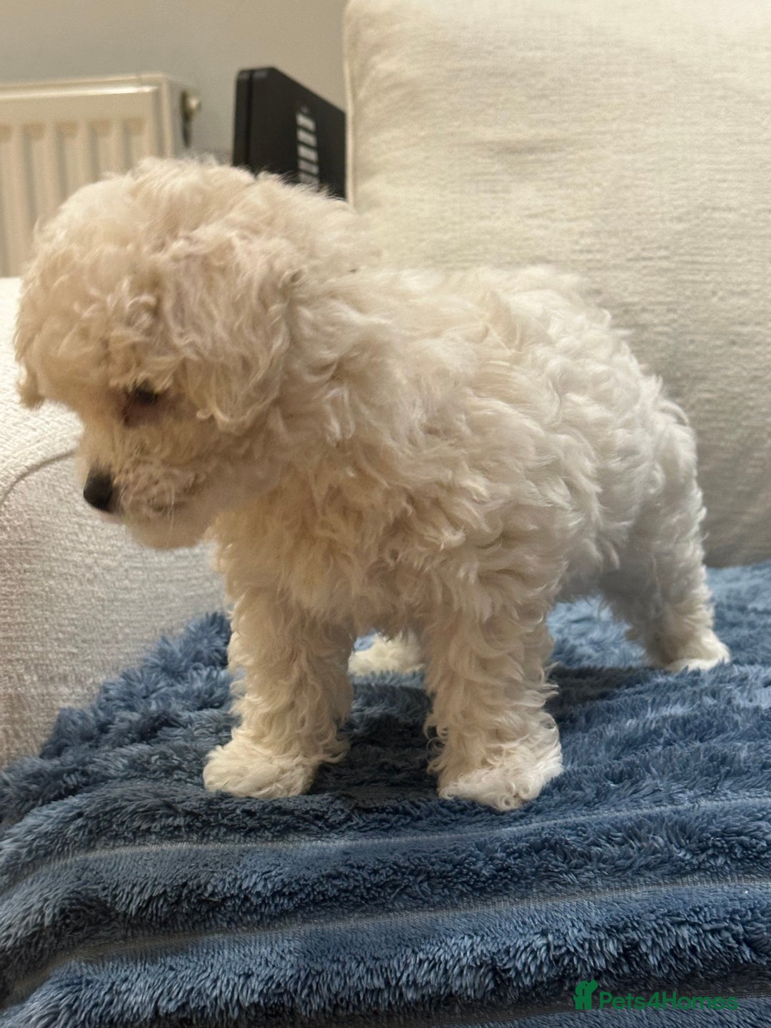 Maltipoo dogs for sale: 8 Week Maltipoo Puppy - Image 12
