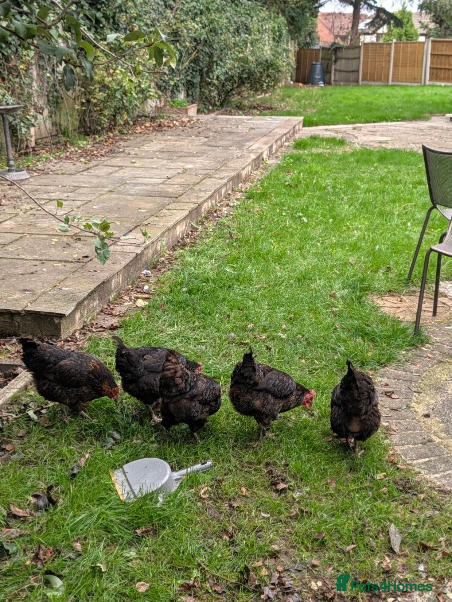 Chickens poultry 5 x black rock chickens for advert cowst - Advert 1