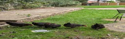 Chickens poultry for sale: 5 x black rock chickens for advert cowst - Advert 1