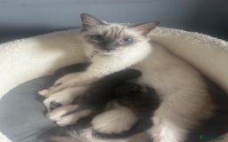 Ragdoll cats for sale: Beautiful Ragdoll kittens  - Image 2