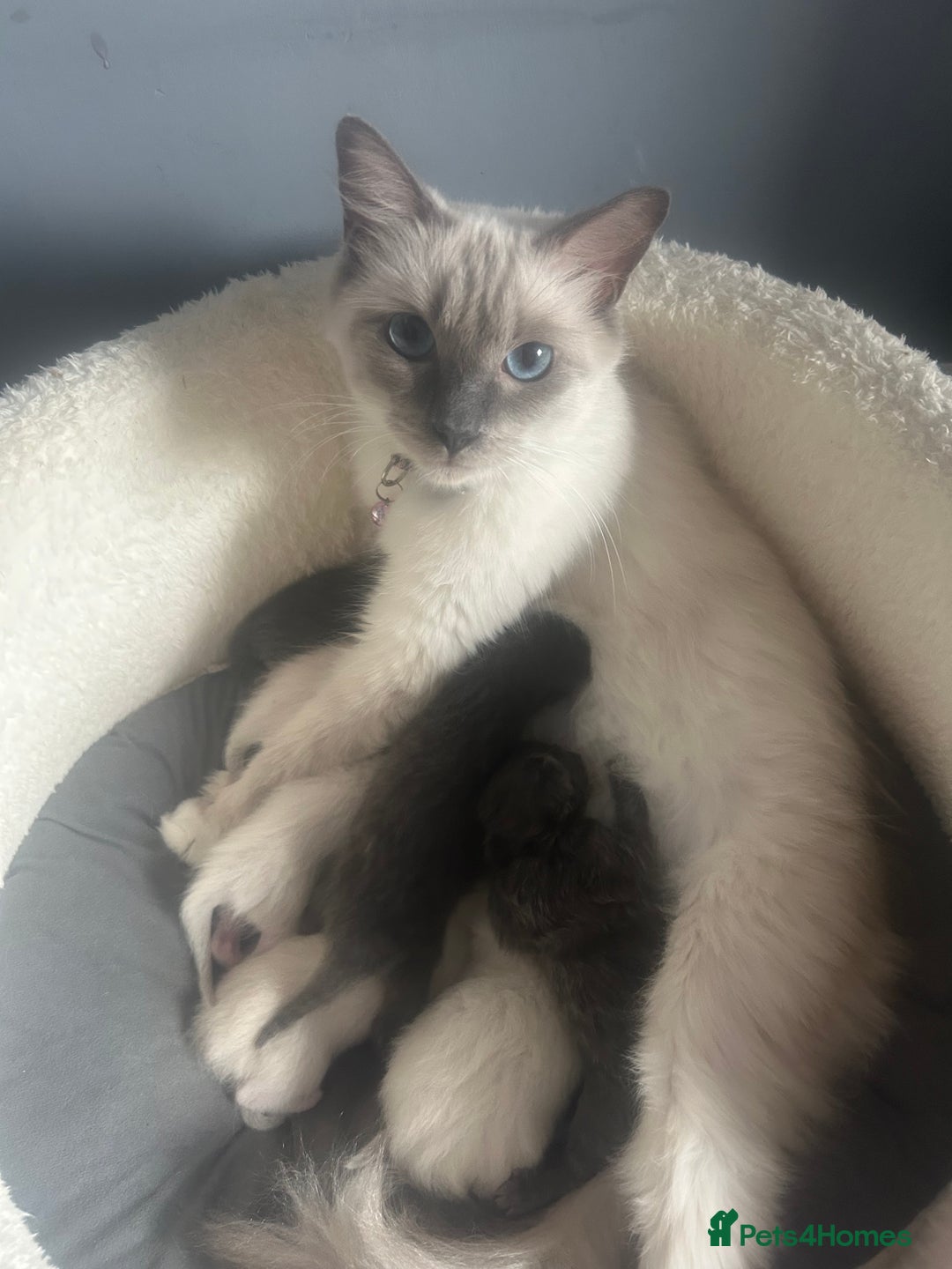 Ragdoll cats for sale: Beautiful Ragdoll kittens  - Image 2