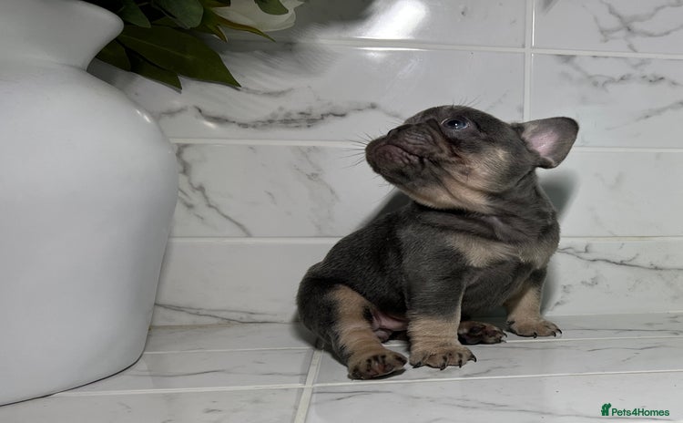 French Bulldog dogs - Advert 4