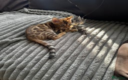 Bengal cats for sale: TICA Bengal kittens for sale . 🐱 - Image 8