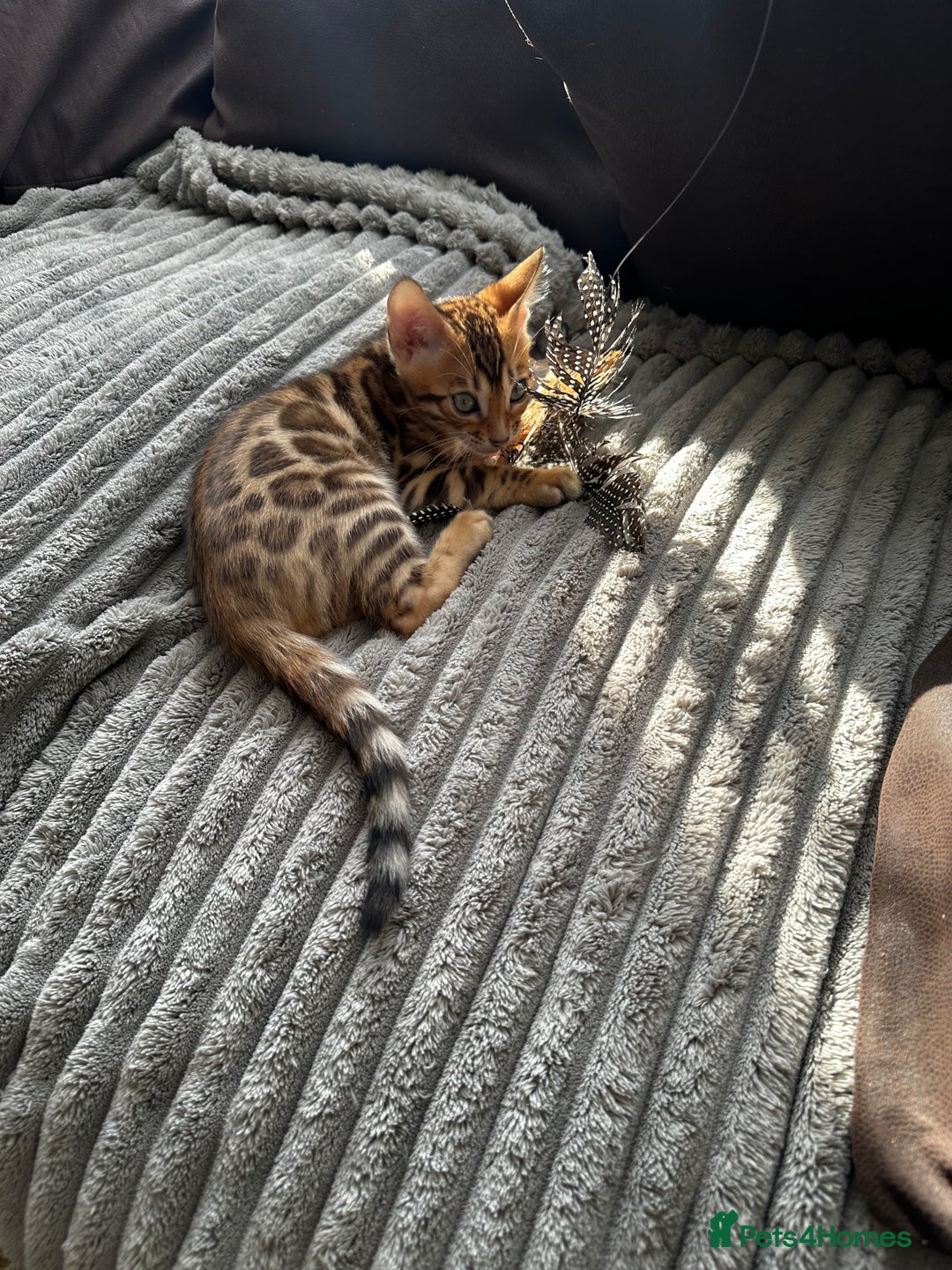 Bengal cats for sale: TICA Bengal kittens for sale . 🐱 - Image 8
