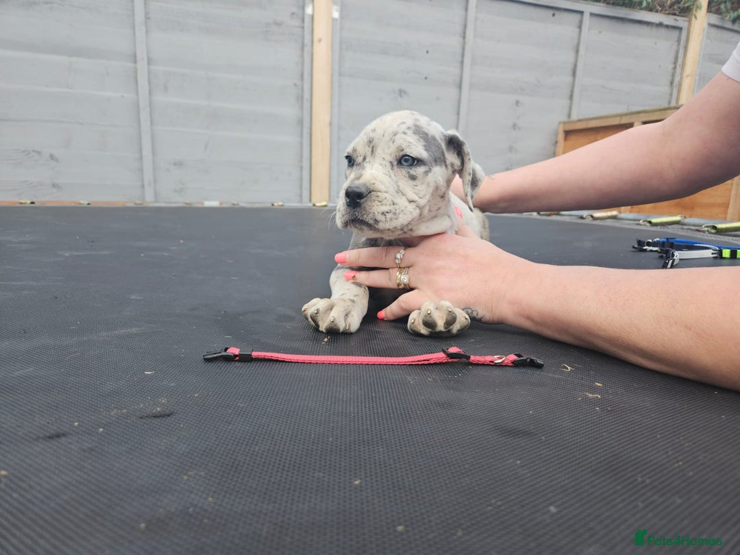 Cane Corso dogs for sale: Look 👀 absolutely stunning cane corso. - Image 29