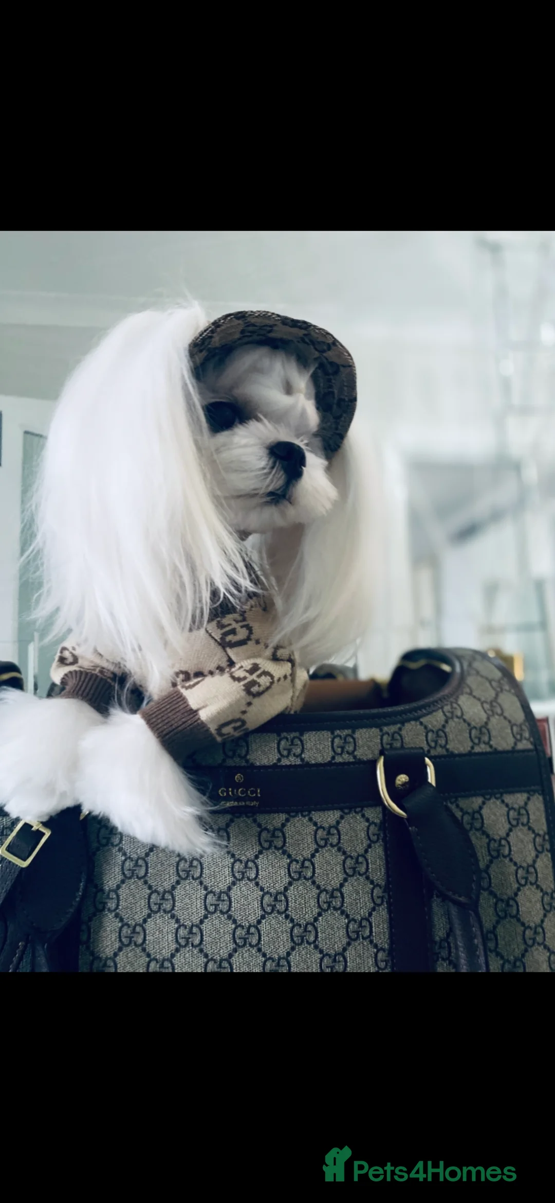 Maltese dogs for stud: 🤎DNA health tested Tiny Korean Maltese boy 🤎 - Advert 4