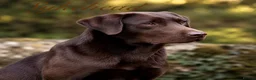 Labrador Retriever dogs for sale: Outstanding choc Labs COI 1% full Health status  in Carlisle - Advert 5