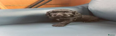 Cocker Spaniel 3