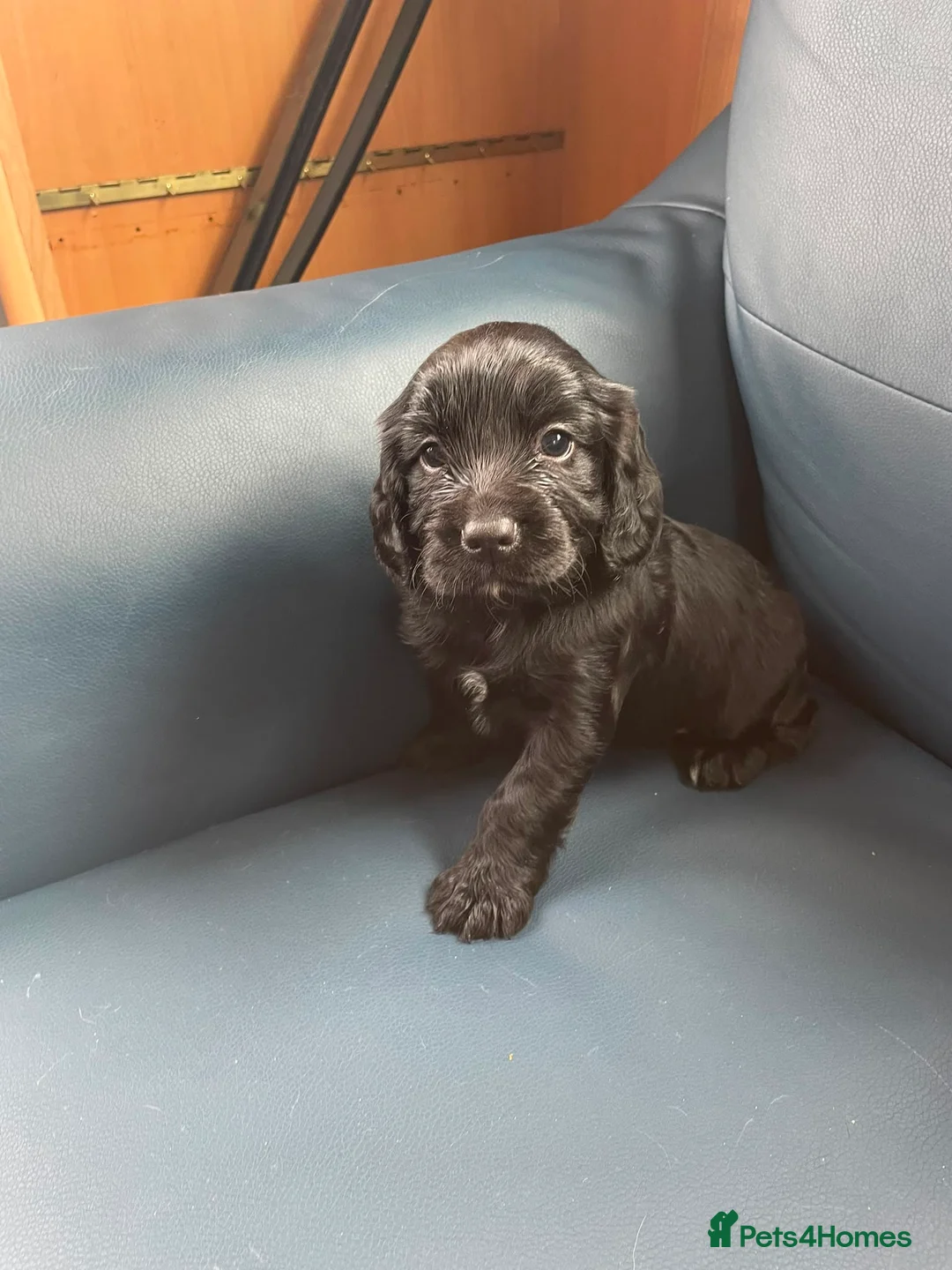 Cocker Spaniel dogs for sale: cocker spaniel puppies - Advert 2