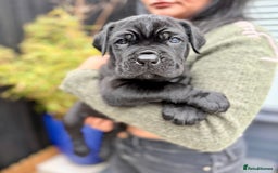 Mixed Breed dogs for sale: Mastiff pups available  - Image 10