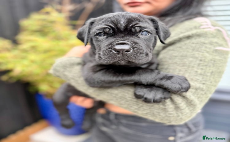 Mixed Breed dogs - Advert 1