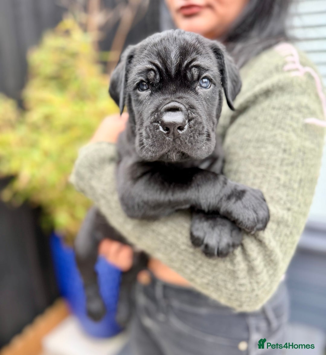 Mixed Breed dogs for sale: Mastiff pups available  - Image 10