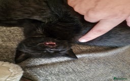 Mixed Breed cats for sale: 1 beautiful male kitten last of the litter  - Image 9