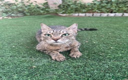 Mixed Breed cats for adoption: Female Rescue Cat for Adoption - Image 2