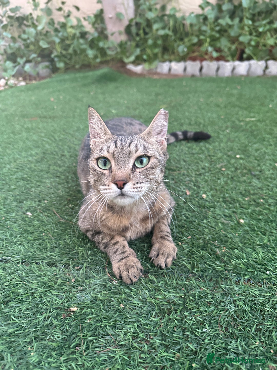 Mixed Breed cats for adoption: Female Rescue Cat for Adoption - Image 2