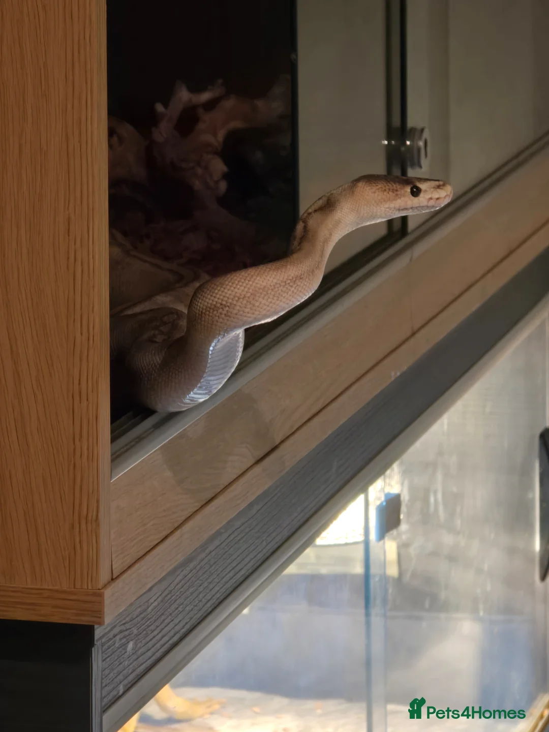 Python Snake reptiles for sale: Female Ball Python and Viv for sale in Glasgow - Advert 4