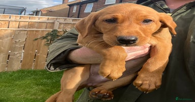 Labrador Retriever dogs - Advert 16