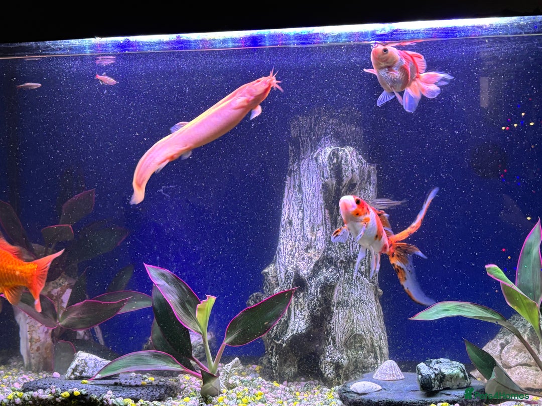 Goldfish fish for sale: 1 goldfish 1 shubunkin - Advert 2