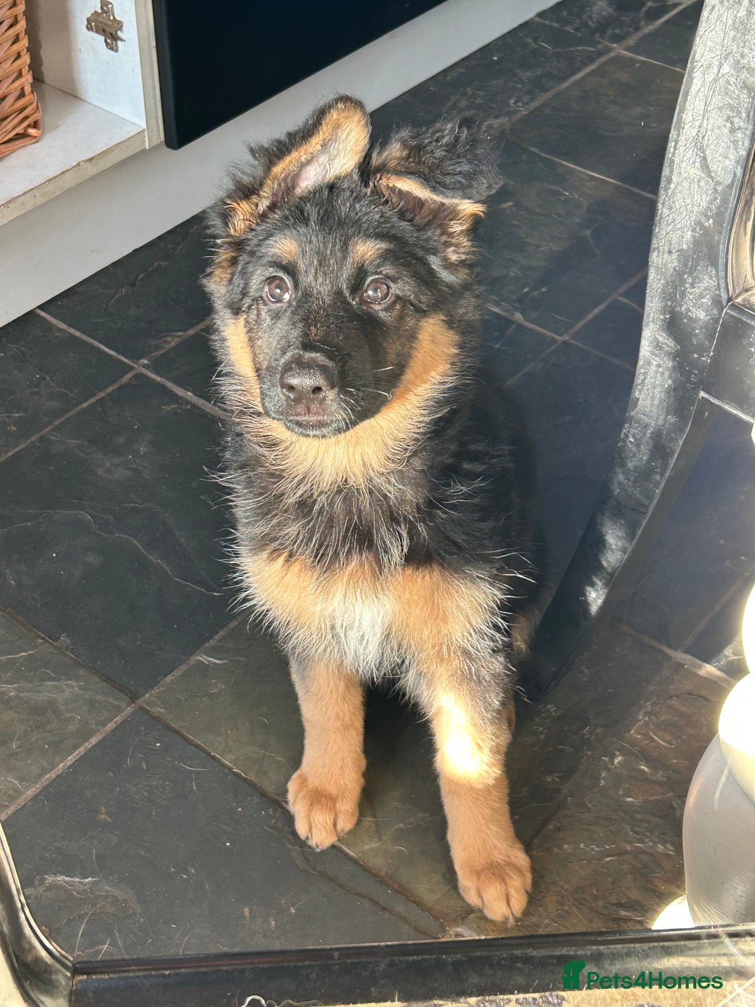 German Shepherd dogs for sale: Pure breed German Shepherd puppies  - Image 5
