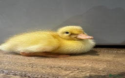Ducks poultry for sale: Cherry Valley ducklings, ready now !!! - Image 6