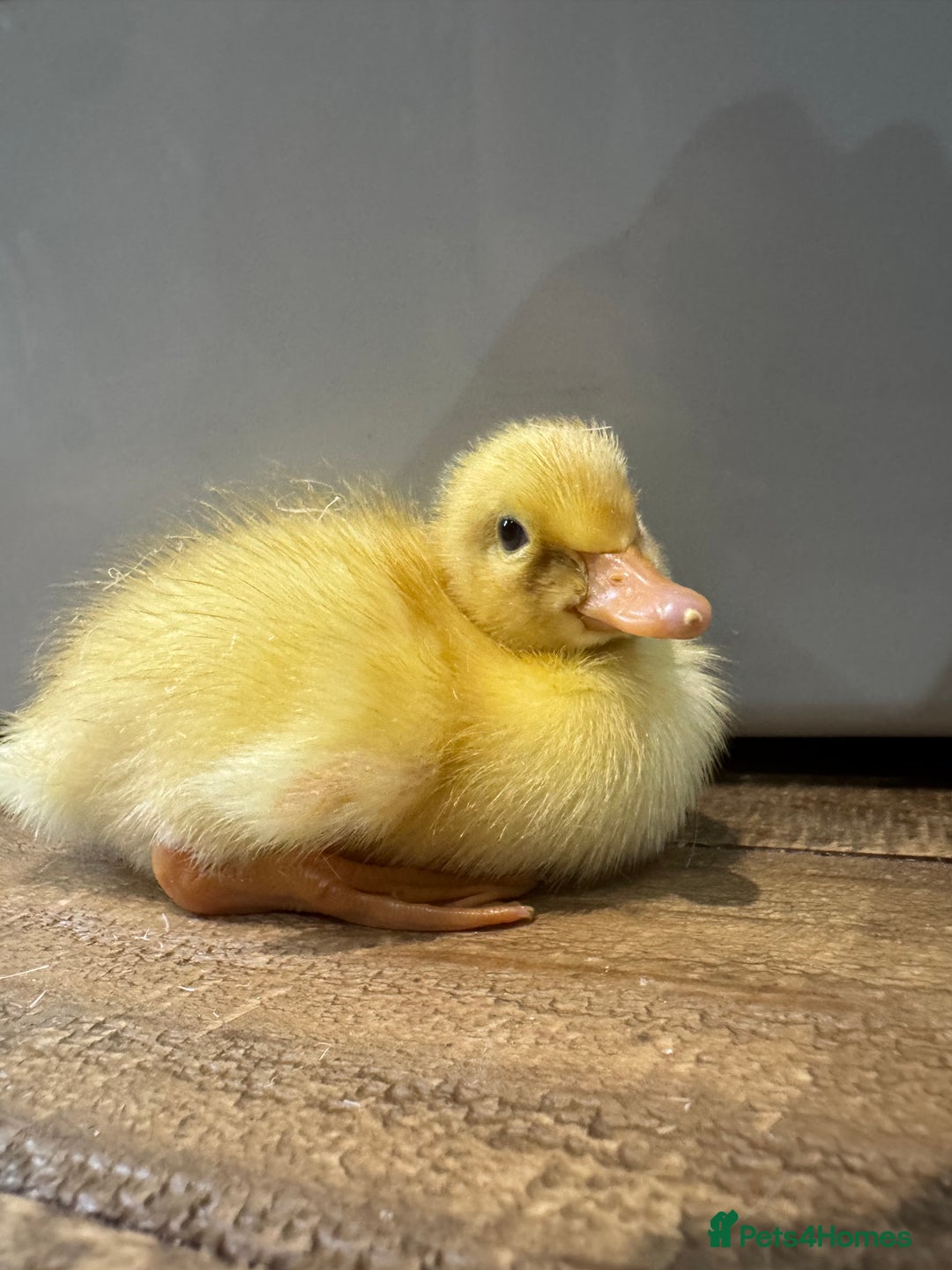 Ducks poultry for sale: Cherry Valley ducklings, ready now !!! - Image 6