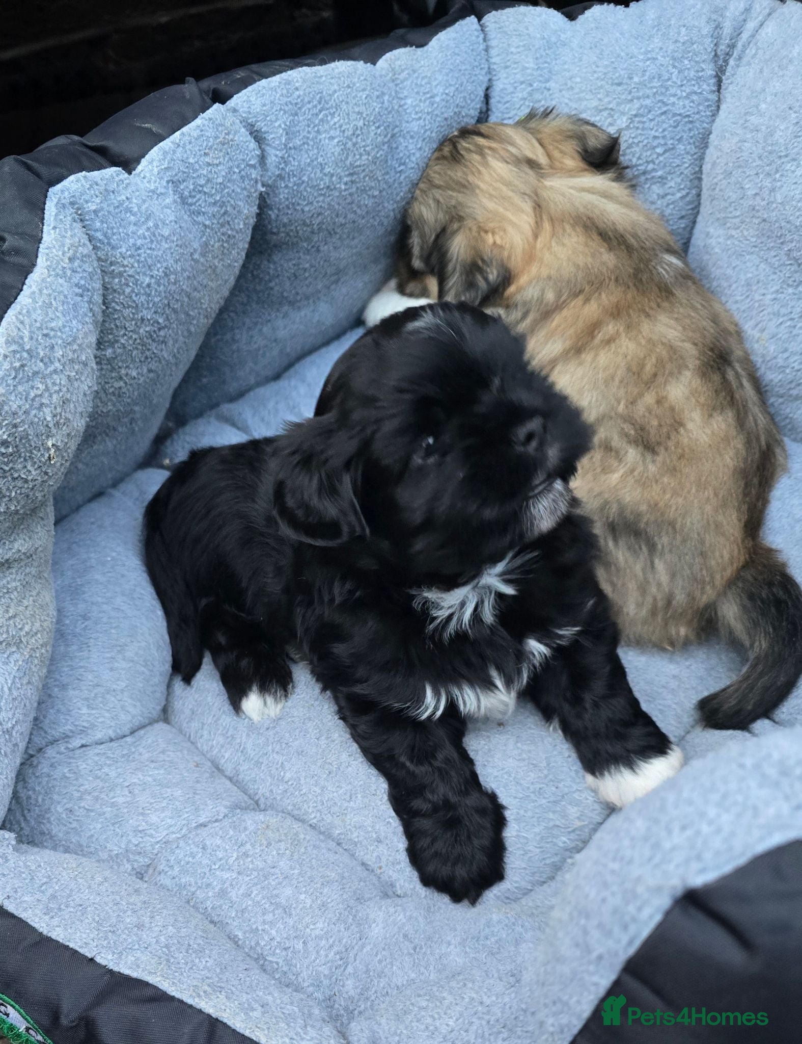 Lhasa Apso dogs 🩵🐶 2x Lhasa Apso Male Pups *Parents Tested PRA4  - Advert 2