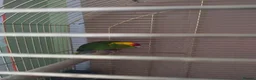 Parakeets birds for sale: For sale  - Advert 6
