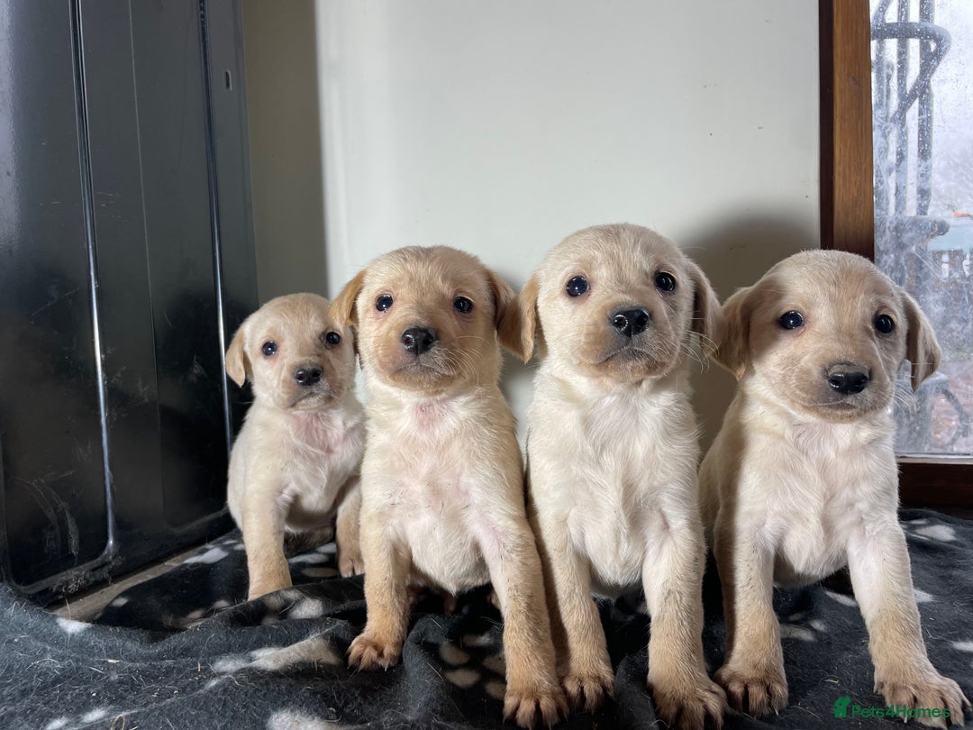 Labrador Retriever dogs for sale: Stunning chunky Labrador pups  - Advert 2