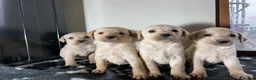 Labrador Retriever dogs for sale: All Reduced to £850 Ready to go now only 1 left - Advert 5