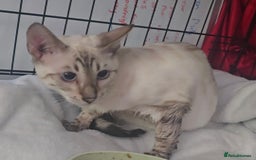 Bengal cats for sale: Bengal boy seeking cat only home  - Image 3